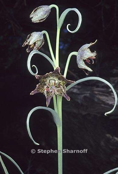fritillaria sp 2 graphic
